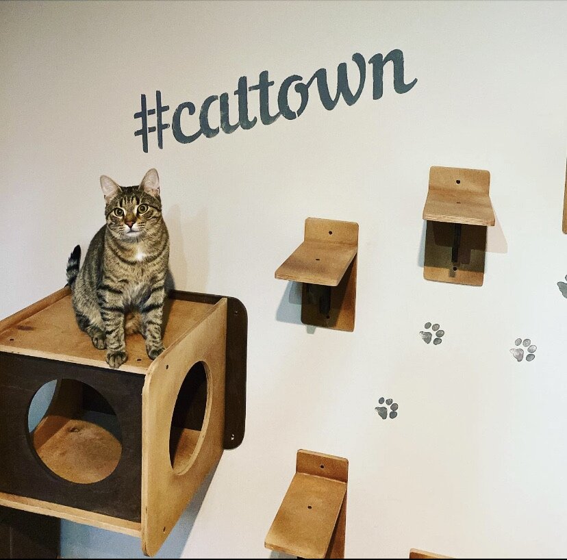 домик для кошки, домик для кошек midwest curious cat cube, кошачий домик, домик для кошки polly, домик для кота