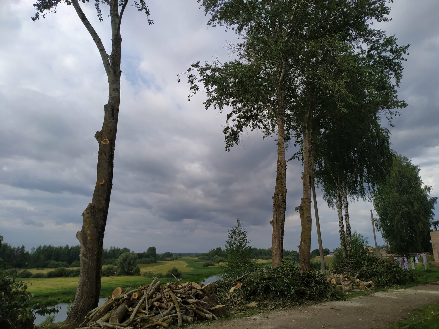 береза, береза повислая, берёза плакучая повислая, береза дерево, береза русская
