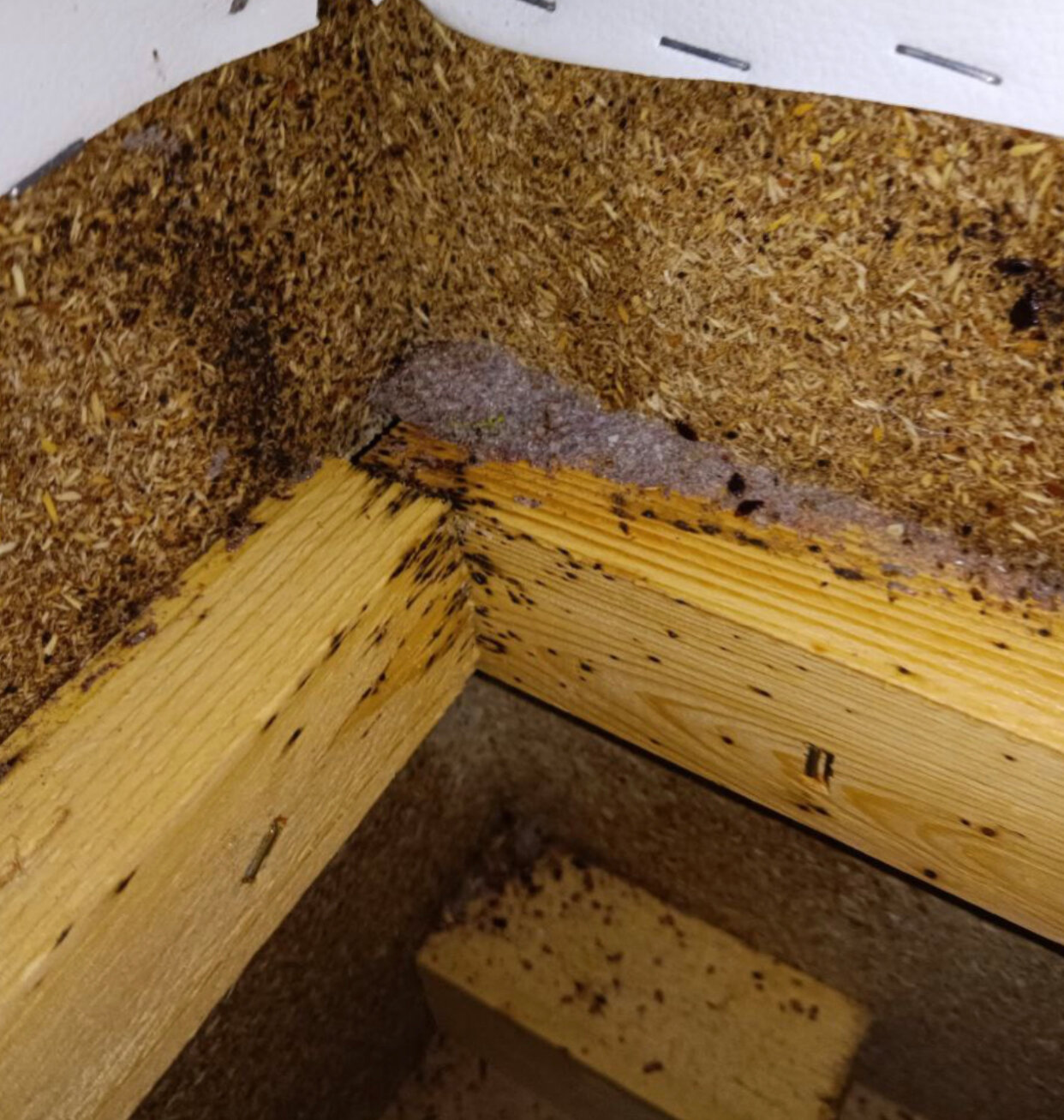 улей пчел, улей, домашние клопы, пчеловодства, нашествие клопов 2021