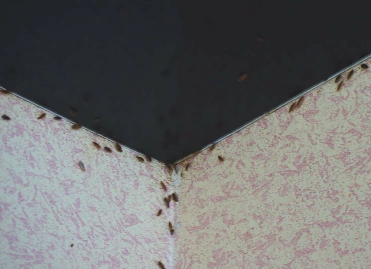 на потолке, тараканы в квартире, плесень на стенах, грибок на стенах, плесень под обоями