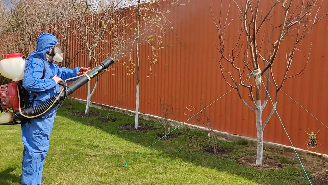 опрыскивание деревьев, медный купорос обработка деревьев яблони, опрыскивание деревьев от тли, обработка сада, обрезка дерева