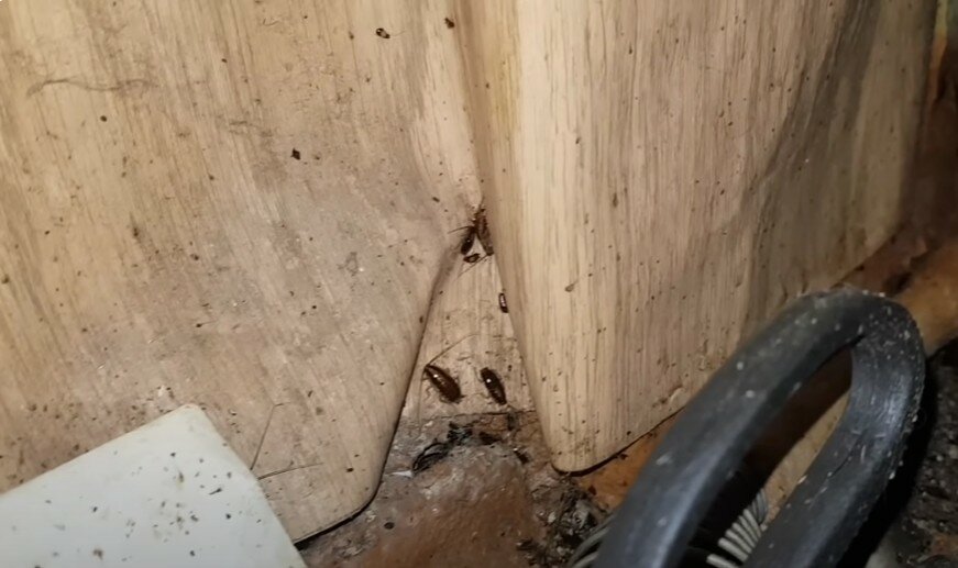 тараканы в квартире, клопы в доме, тараканы в доме, клопы, клопы тараканы