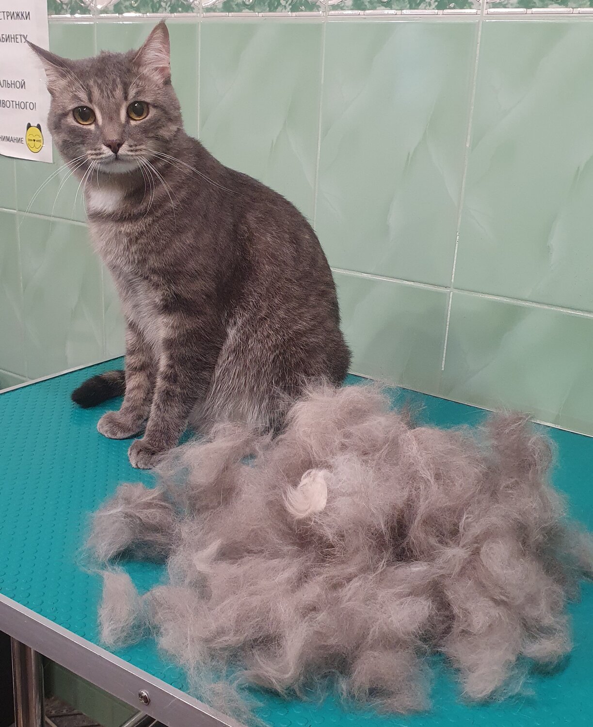 кошка, кошек, кошечка, cat, котик