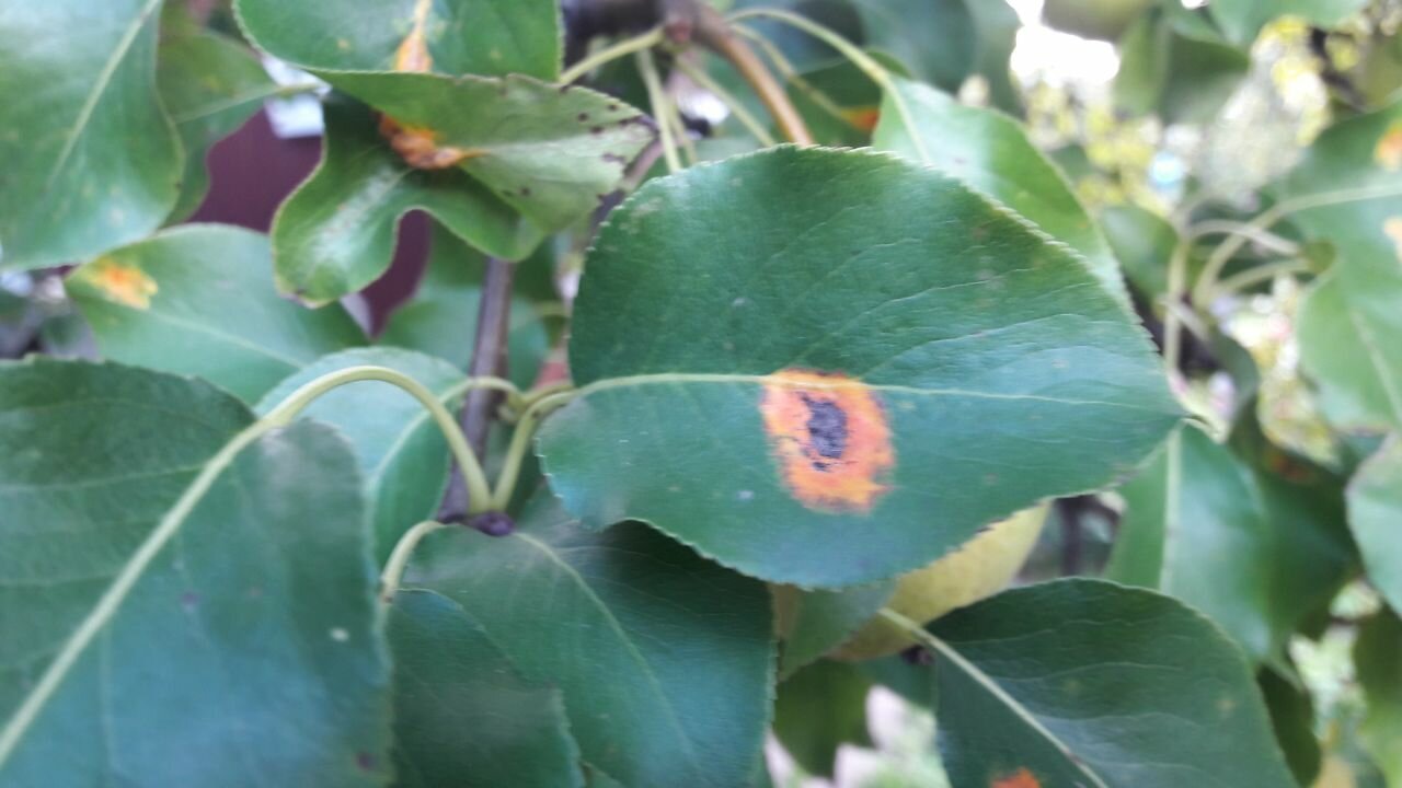 растения, gymnosporangium sabinae ржавчина груши, ржавчина груши, жёлтые пятна на листьях груши, септориоз груши