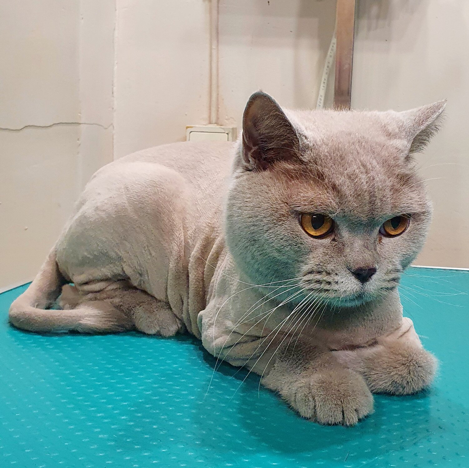 британская короткошёрстная кошка, кот, котик, английская кошка, кошечка