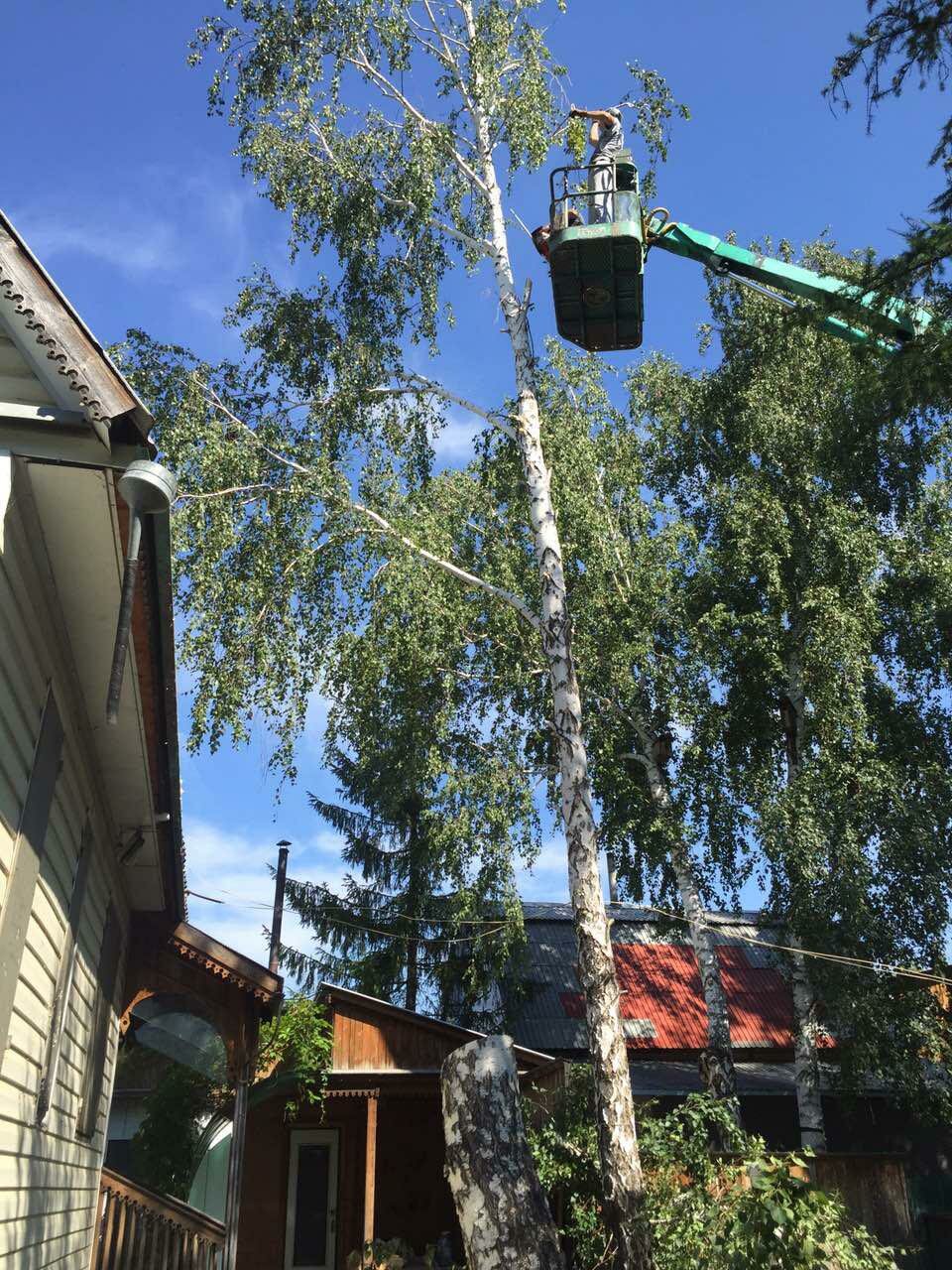 дерев, спил деревьев с вышки, береза на крыше, спилить дерево под окном, дерево под проводами