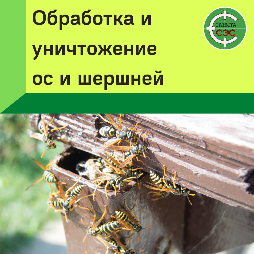 габонский шершень гнездо, оса пчела шмель шершень, шершень гнездо, рой шершней, шершень