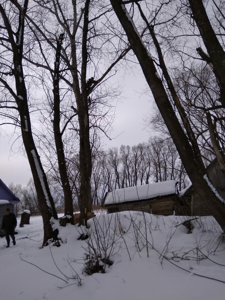 александровский парк тула, пейзаж, в деревне, природа, клен остролистный зимой