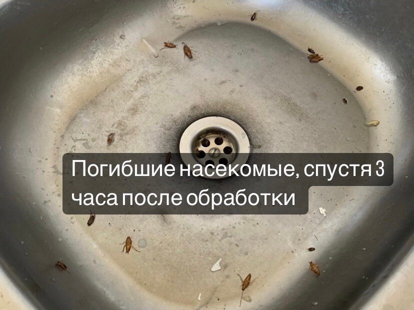засор в раковине, тараканы в раковине, насекомое, дырка в металлической раковине, устранение засоров