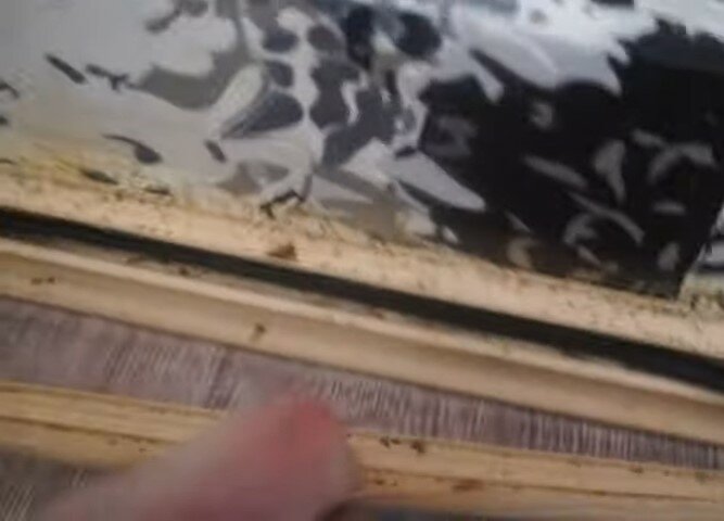домашние клопы, клопы в диване, клоп в квартире, клопы под обоями, клопы