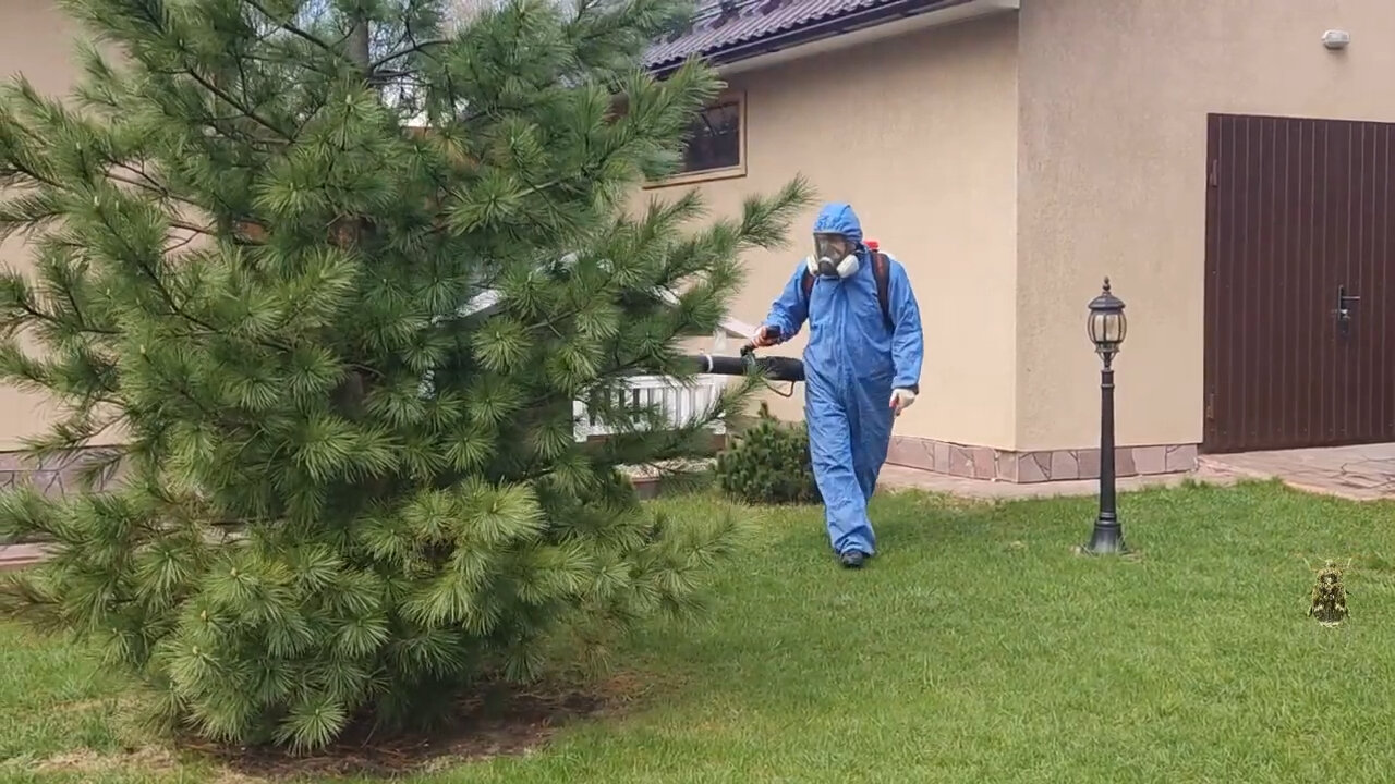 сосна кедровая сибирская, хвойные растения, хвойные деревья, сосна кедровая, обработка участка от вредителей