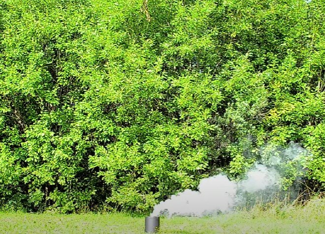 куст акации, карагана кустарниковая, акация карагана древовидная, карагана древовидная живая изгородь, кустарник акация