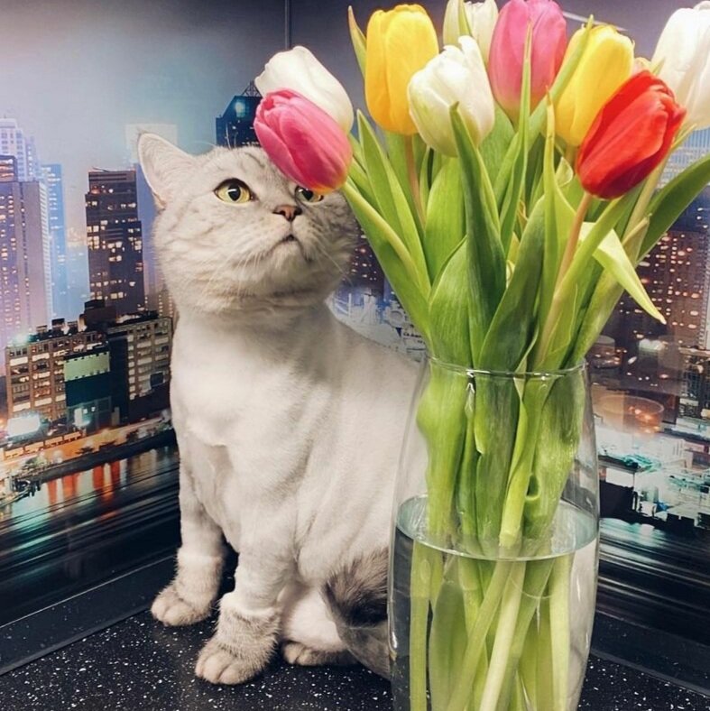 красивые цветы на 8 марта, восьмое марта, цветы, с 8 марта, flower