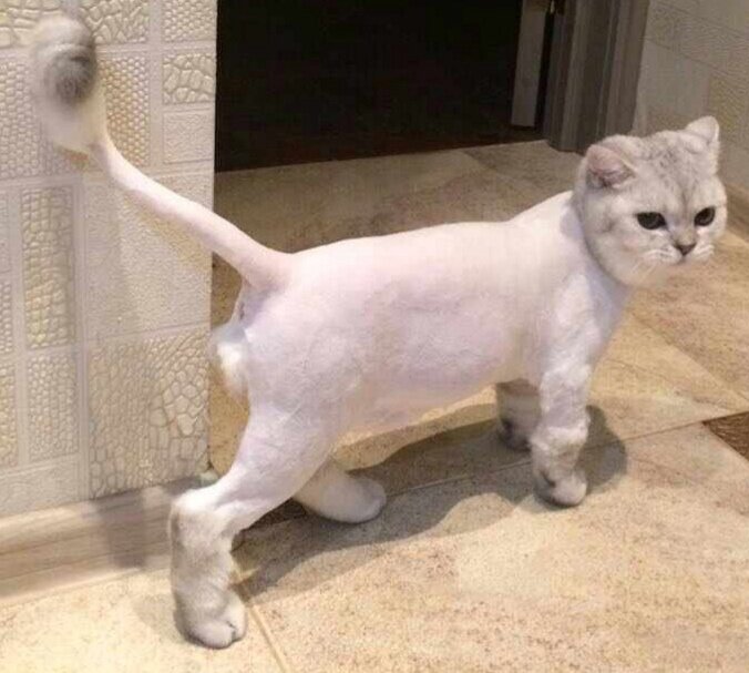 стрижка кошек, стриженные коты, стриженные кошки, подстриженные кошки, стрижка котов