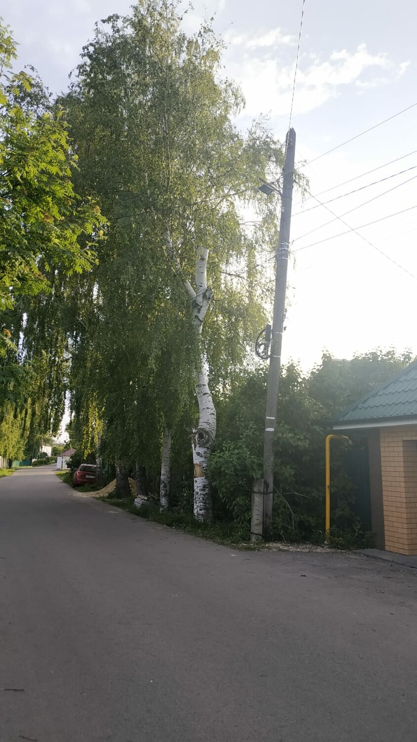 дом с березами, участок, березовая роща, аварийная дерево берёза, участок в деревне