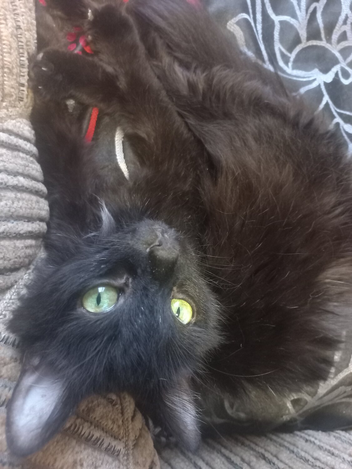 кот, кошка, черный котик, кошечка, черный кот