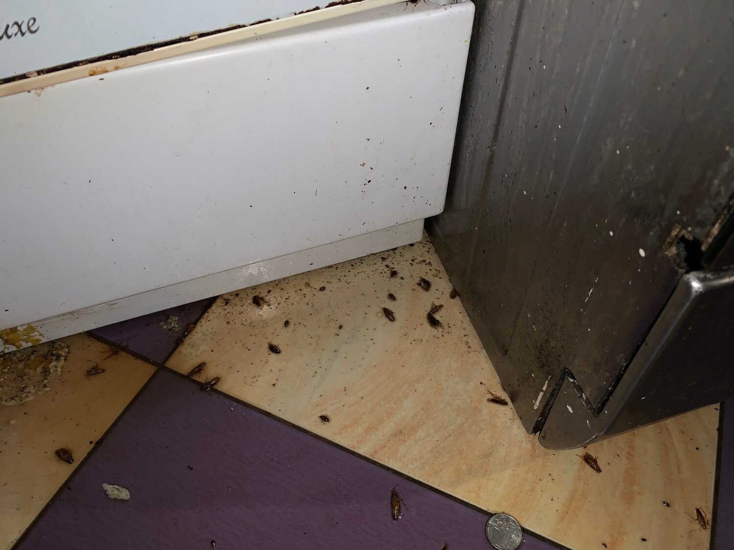 тараканы в квартире, гнездо тараканов, тараканы дома, клопы тараканы, тараканы в доме