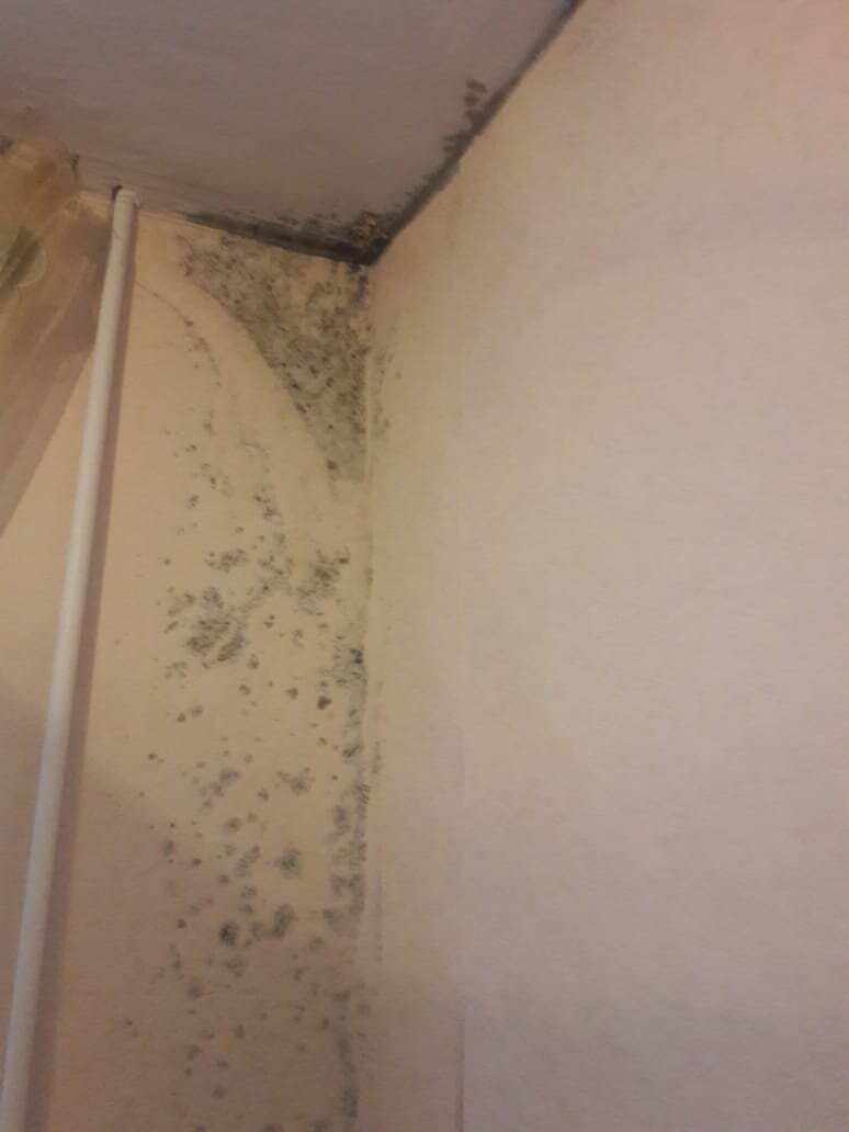 плесень на стенах, средство от плесени на стенах, плесень, мокнет стена в доме, плесень в доме