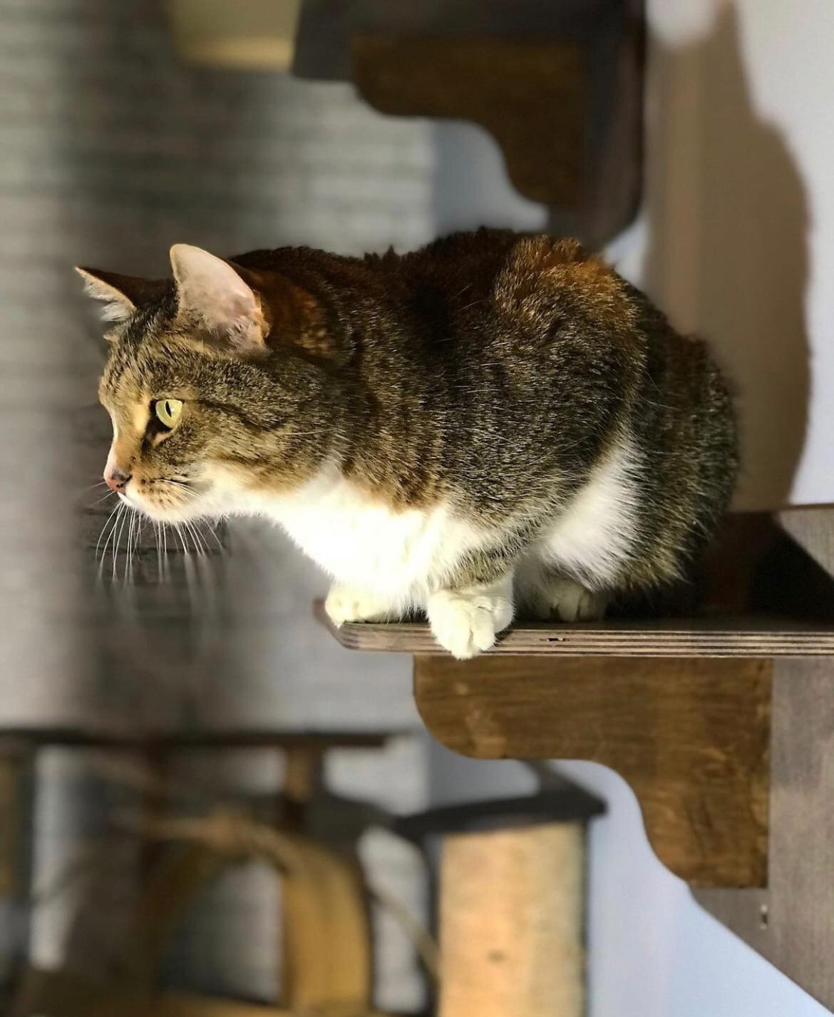 кот, кошки, кошка, котики, кошка кошка