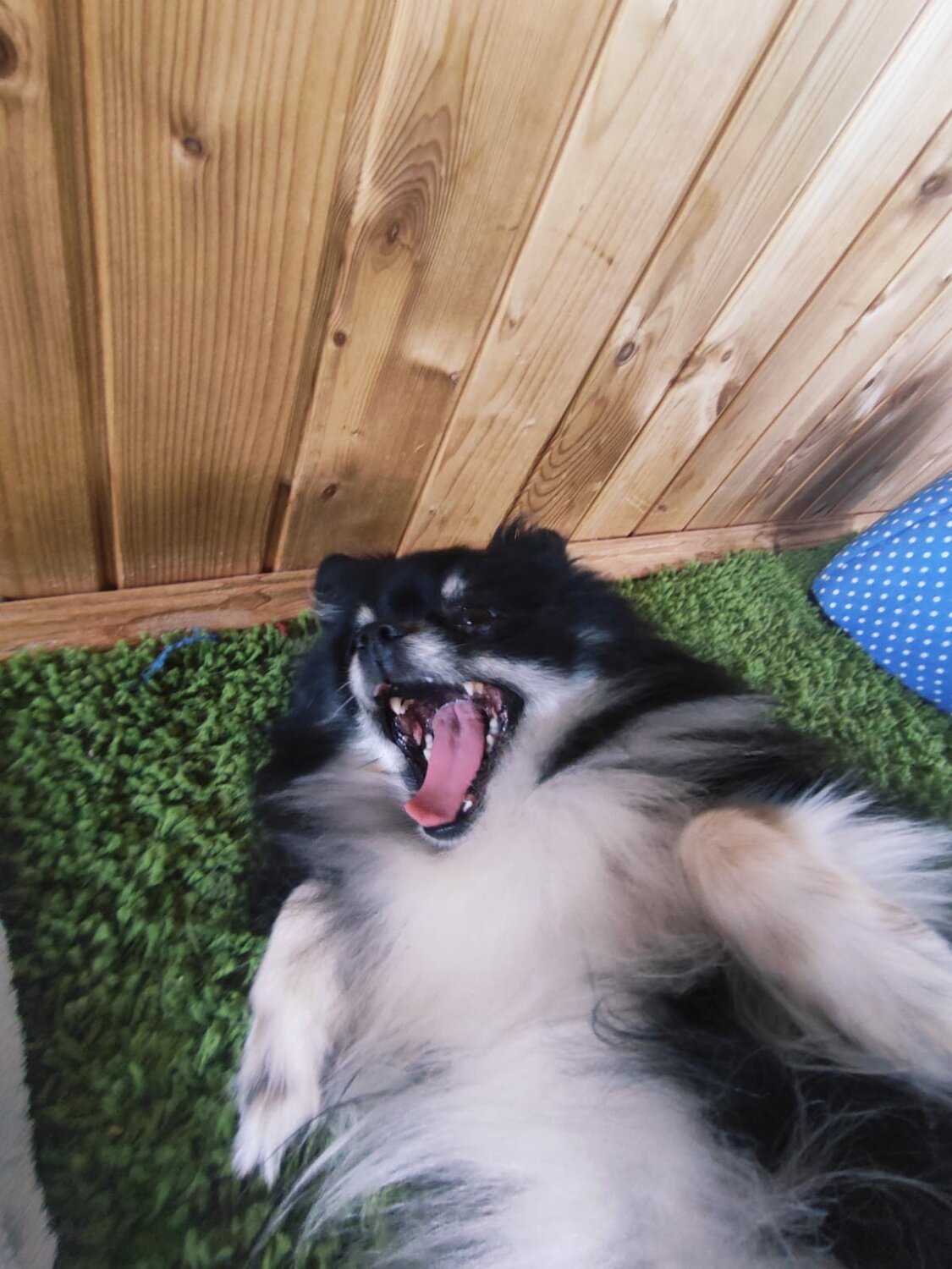 шпиц собака, померанский шпиц, шпиц, шпиц щенок, порода шпиц