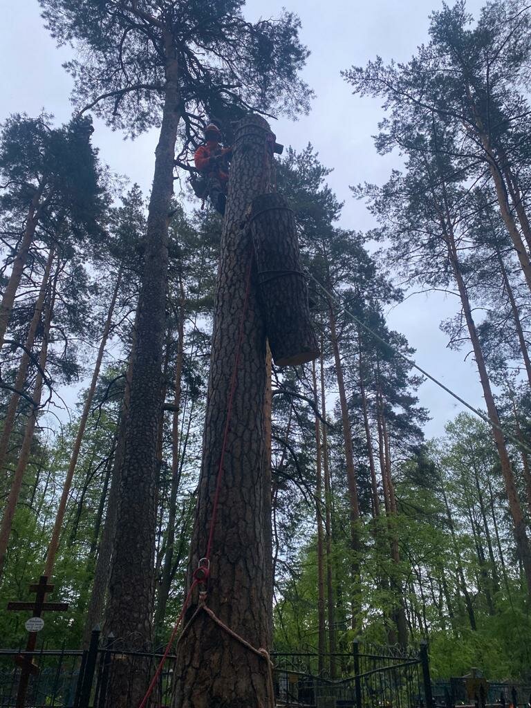 мебель, дерево красное, секвойя национальный парк, секвоя, дерево геркулес