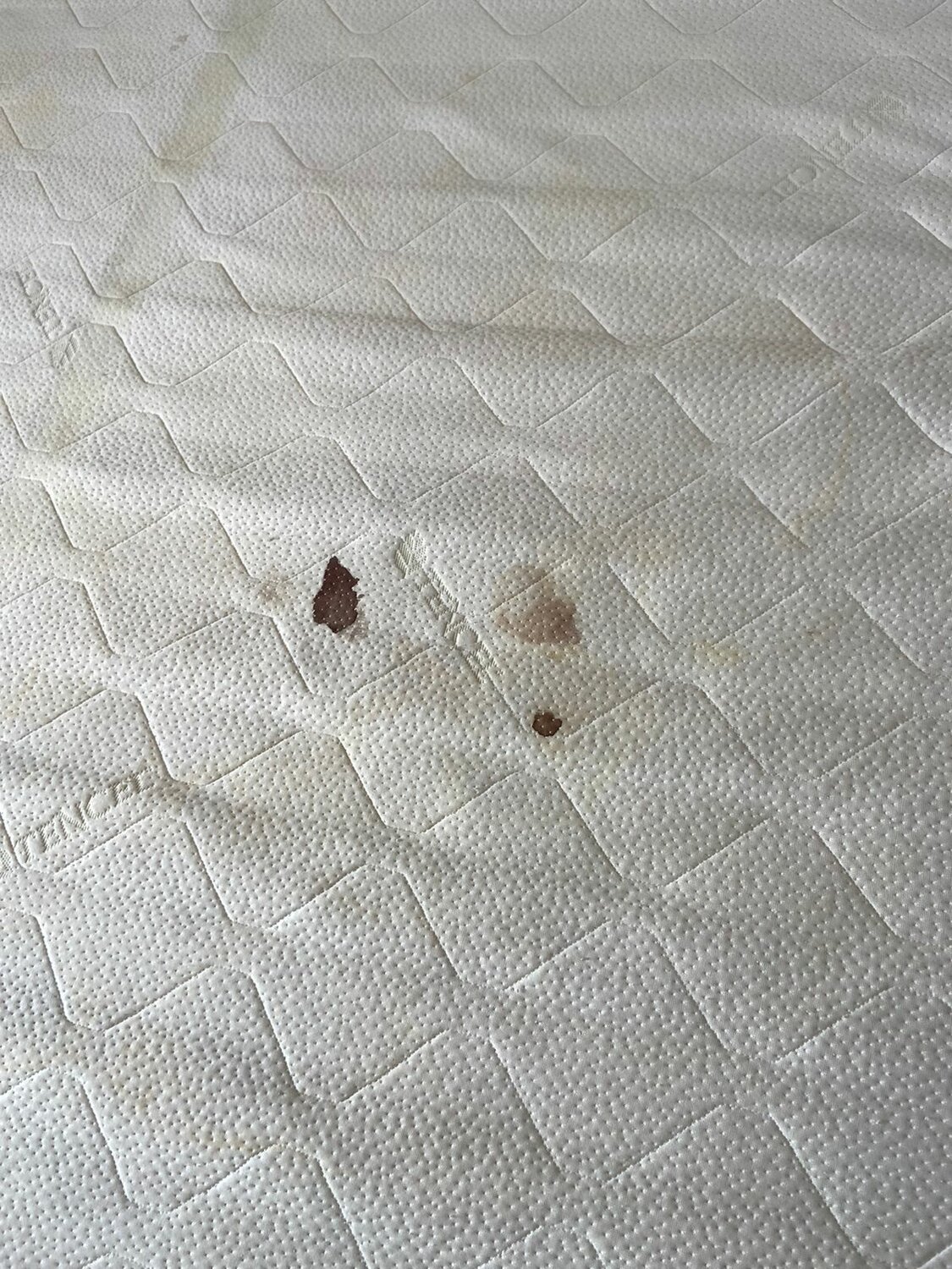 домашние клопы, клопы в матрасе аскона, клопы в матрасе, постельный клоп черный, клопы