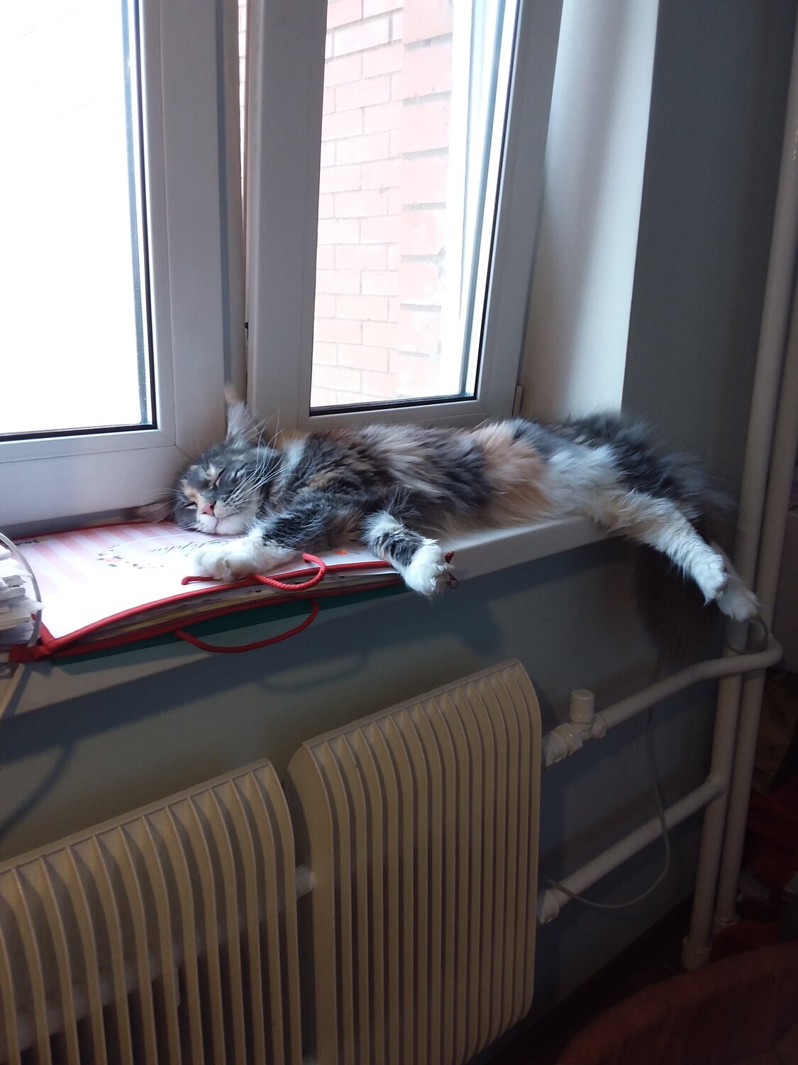 кот, полка для котов на батарею, зоогостиница, котэ, кот большой