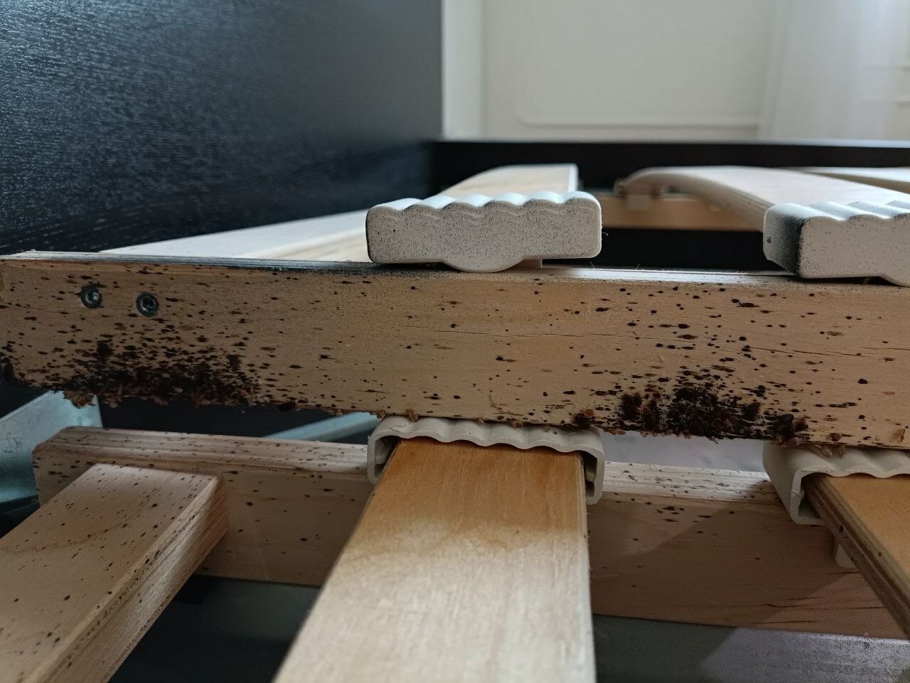 клопы в деревянной кровати, клопы, шип паз, стол деревянный со стружкой столяра, клоп большой