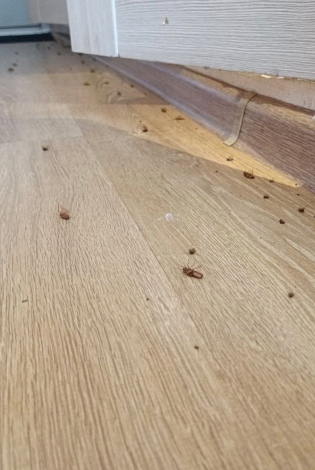 тараканы в квартире, клопы, клопы тараканы, тараканы в доме, гнездо тараканов