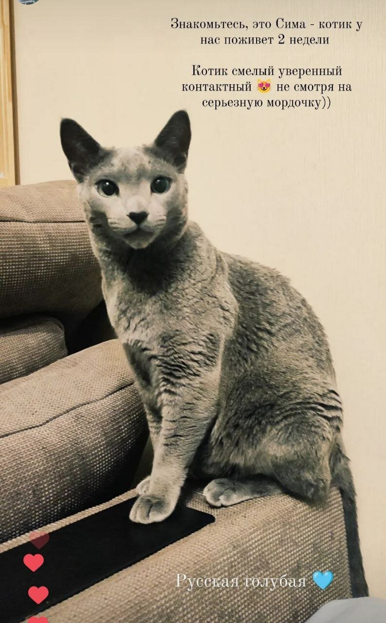кошка, котик, порода кошек русская голубая, кот, кошка голубая русская