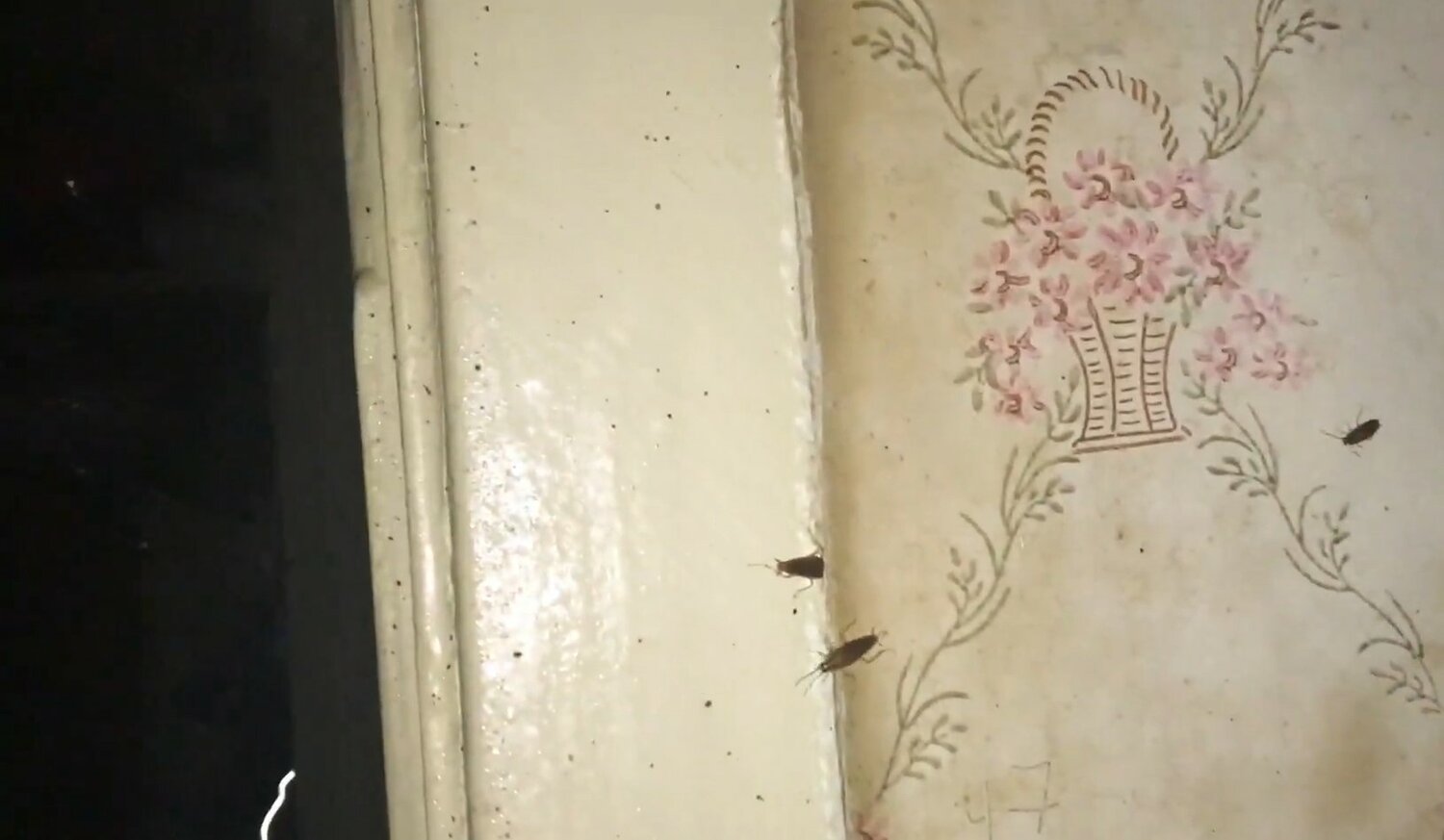 на стенах, стена старая, тараканы в квартире, насекомое, стена стены