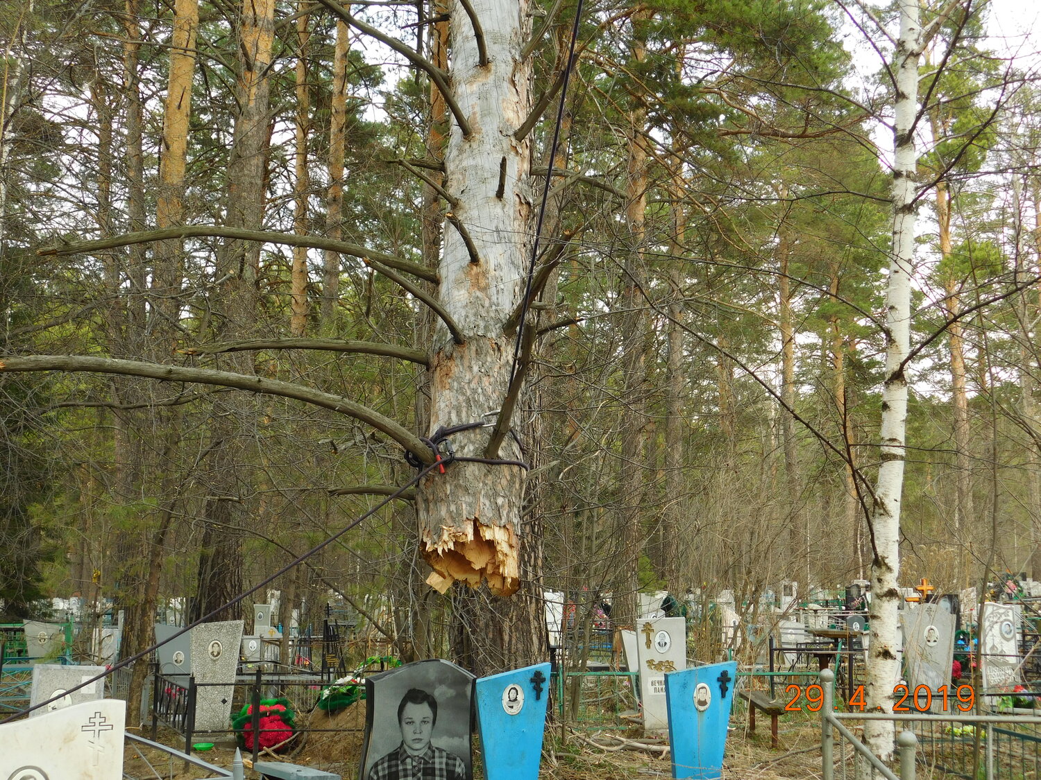 кладбище, план широкореченского кладбища екатеринбург, городское кладбище, дерево, борть на дереве