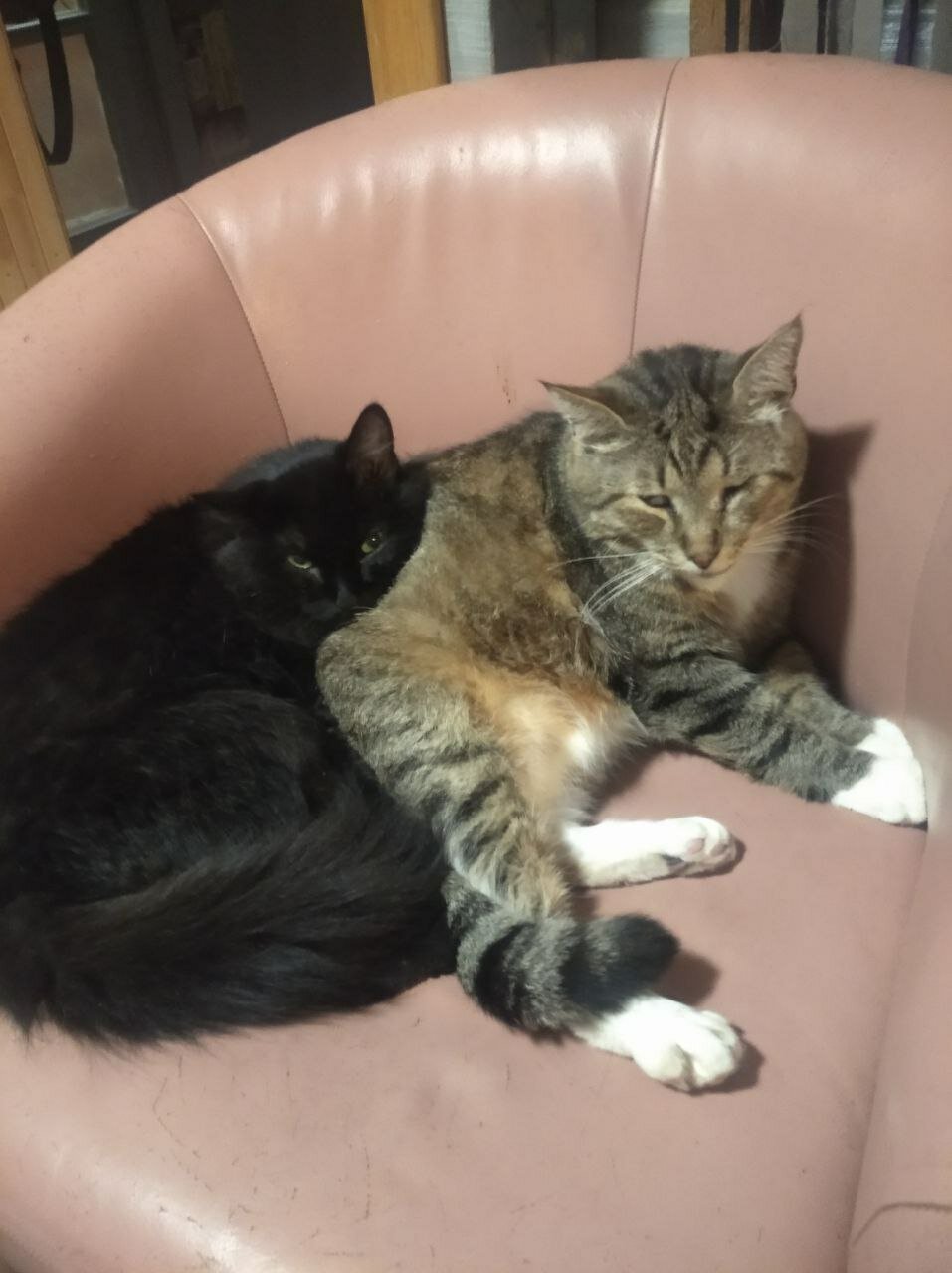 кошка, кот, кот домашний, кошара кот, кошечка