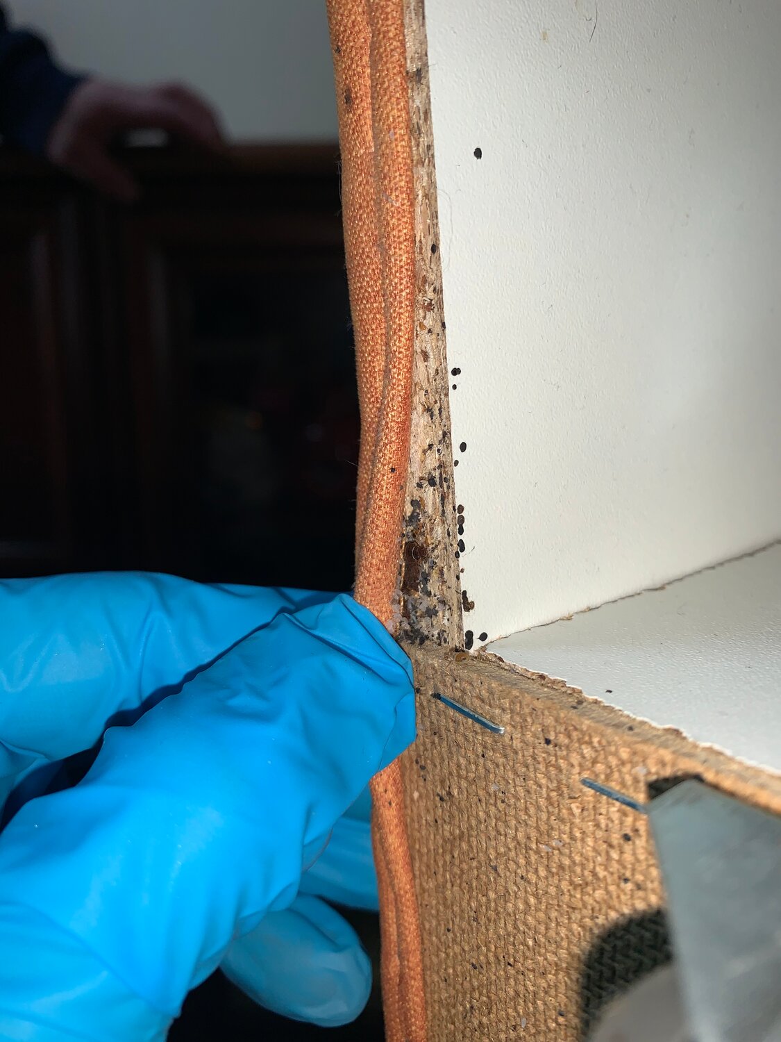 домашние клопы, обработка от клопов, гнездо клопов, клоп в квартире, пылевые клопы