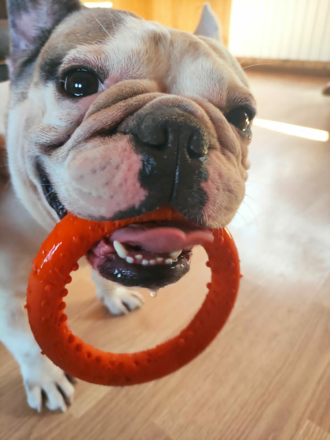 французский бульдог, английский бульдог, бульдог, порода английский бульдог, английский бульдог ест