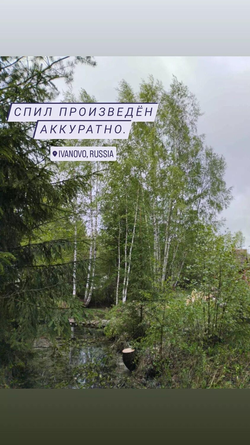 береза пушистая betula pubescens, береза, береза повислая, природа, березовая роща