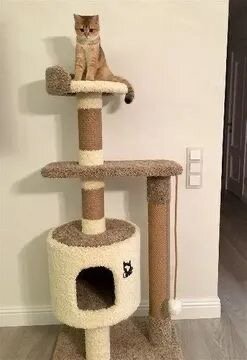домик когтеточка для кошек, комплекс для кошек с когтеточкой, когтеточка для мейн куна, когтеточка комплекс, когтеточка напольная