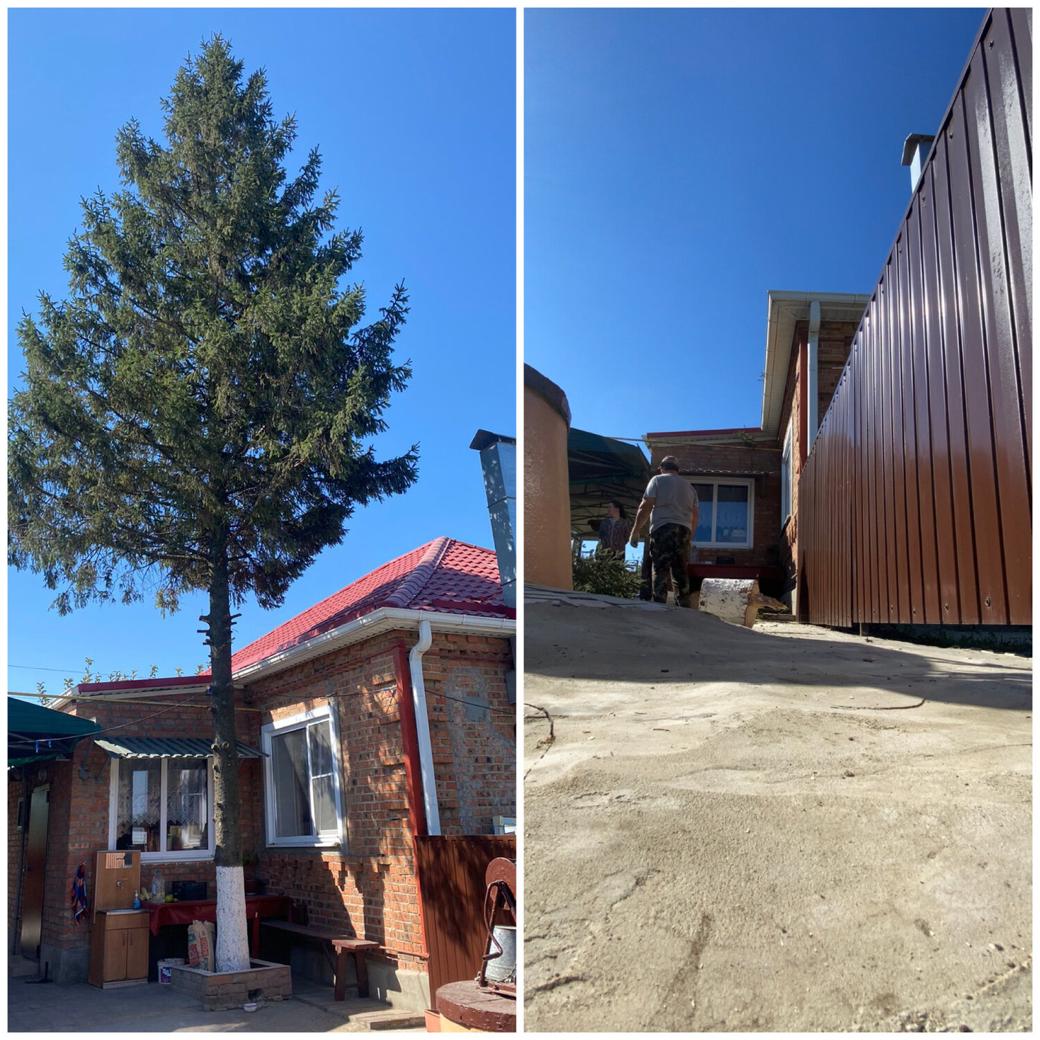 сосна сибирская, pinus, большая ель, кедр сибирский, дерево