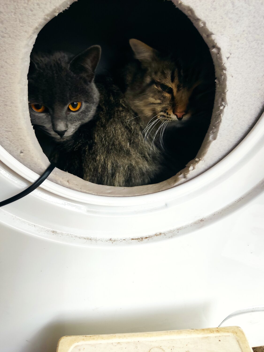 кошка в стиральной машине, кота в стиралку, чёрный кот на стиральной, котенок в стиральной машине, кот в стиральной машине