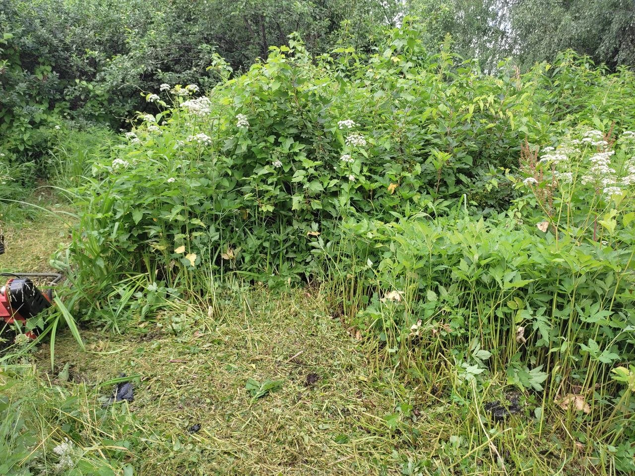 сныть трава, куст смородины, растение борщевик, ежевика в лесу, борщевик сосновского листья