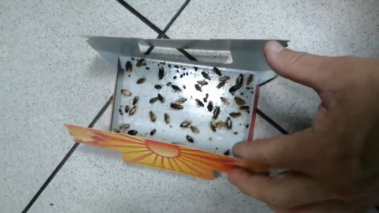 ловушка для тараканов, липкие ловушки для тараканов, эффективные ловушки для тараканов, приманка для тараканов, клеевые ловушки для тараканов