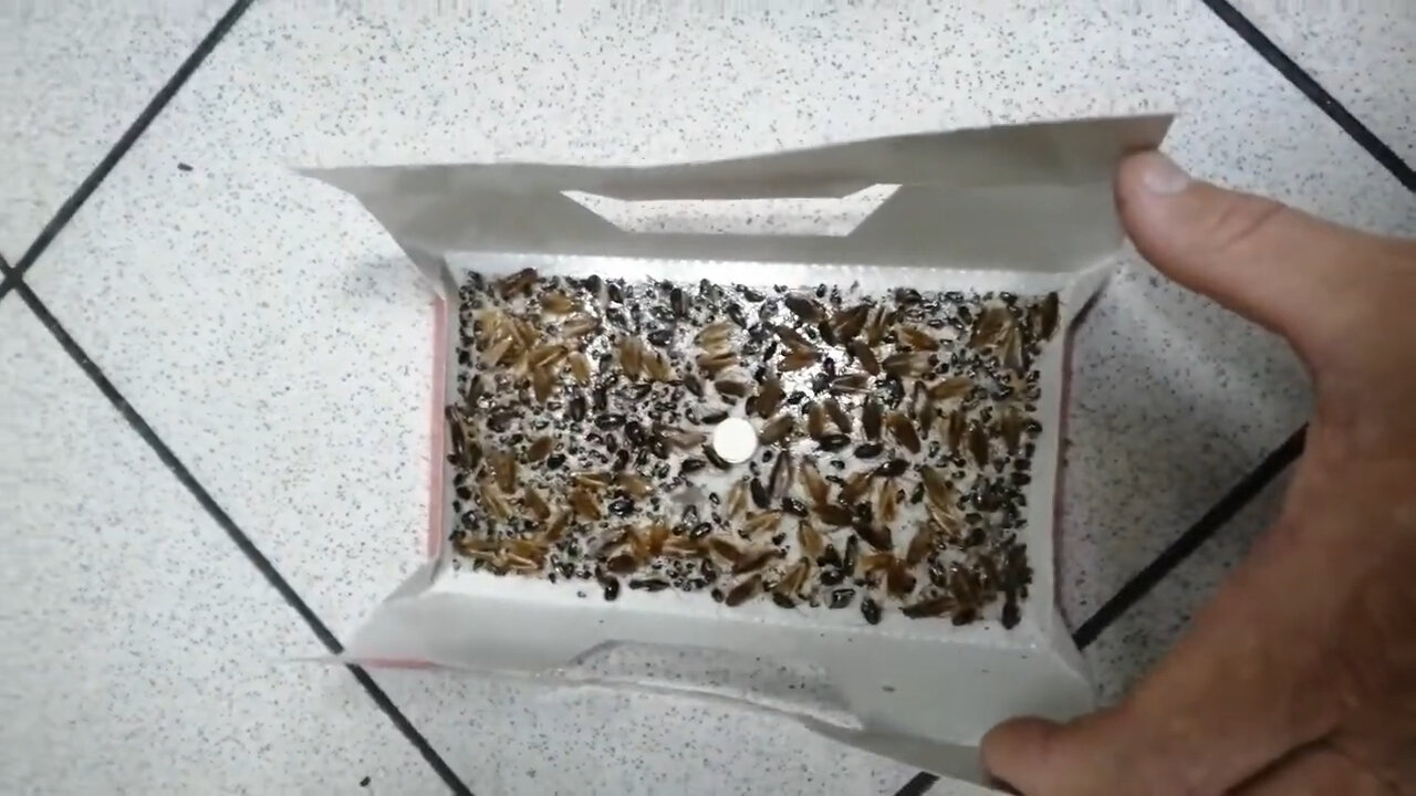 ловушка для тараканов, липкие ловушки для тараканов, тараканы в квартире, эффективные ловушки для тараканов, клопы тараканы