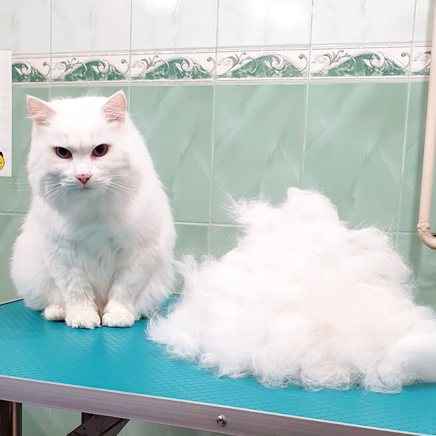 белый кот, белая пушистая кошка, белая кошка, пушистый, кошечка