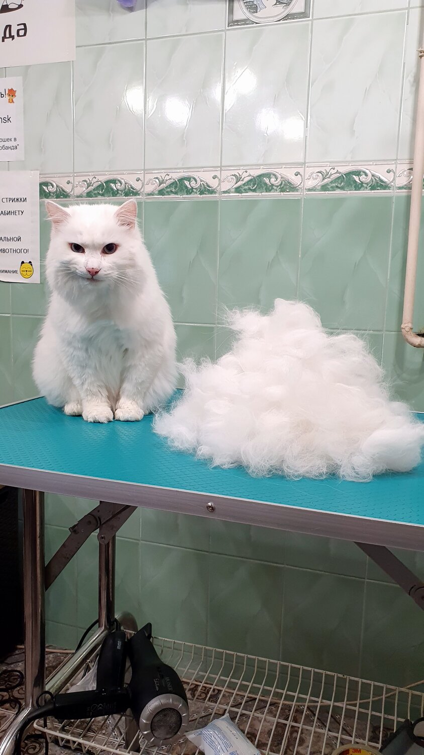 белый кот, кот, ангорская кошка, белая кошка, кошечка
