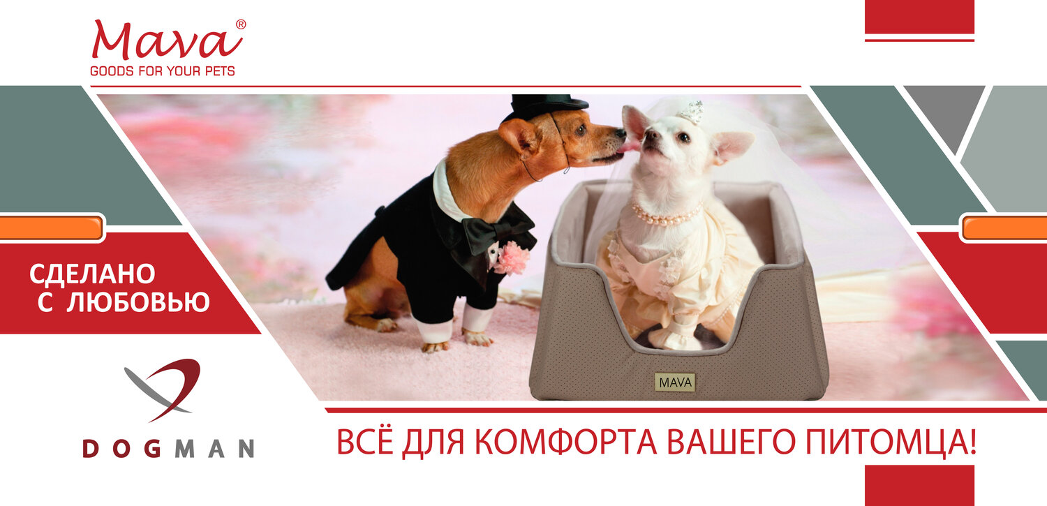 питомец, домашние животные, животные, собачка, маленькие собаки