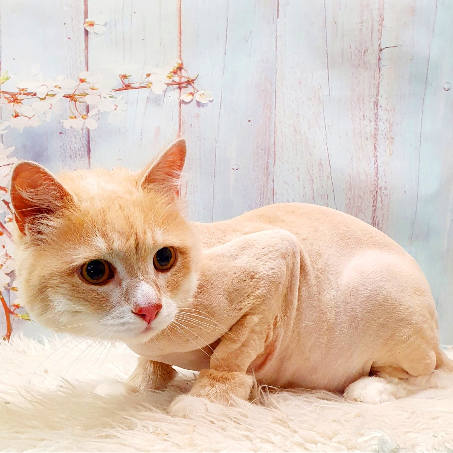 кот, кошечка, кошка, кошка рыжая, кот британец палевый