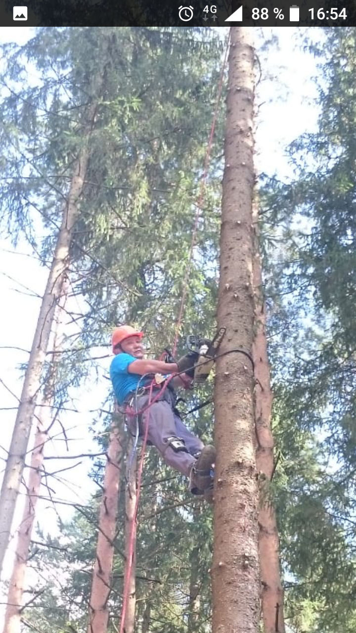 арборист, арборист спил деревьев владимир, валка деревьев с завешиванием частей, валка деревьев с выемкой, арборист приколы