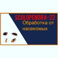 Сколопендра22