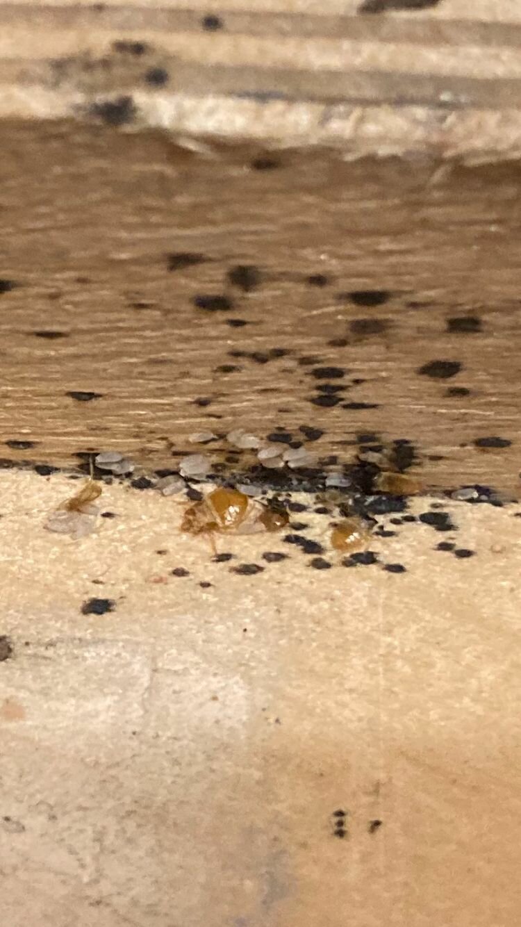 постельные клопы, клопы мебельные, личинки земляных мошек, хлорка убивает клопов?, насекомые