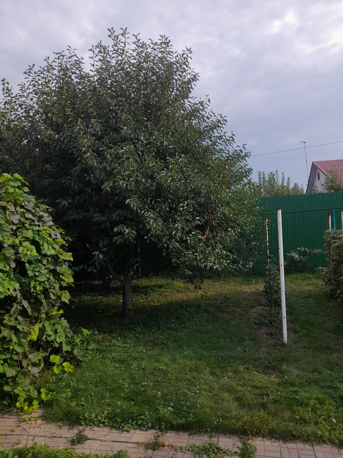 плодовые деревья, участок, дача в деревне, дом дача, дачный участок